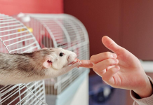 What to Do When a Rat Bites You